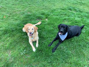 Zwei Hunde liegen auf dem Campus Klarenthal im grünen Gras: links ein Golden Retriever und rechts ein schwarzer Labrador mit blauem Halstuch, die beide mit offenem Maul nach oben schauen.